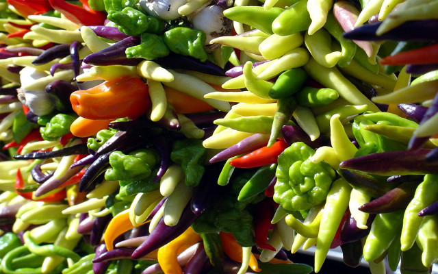 Colored peppers vegetables white bowl free wallpaper - medium preview image