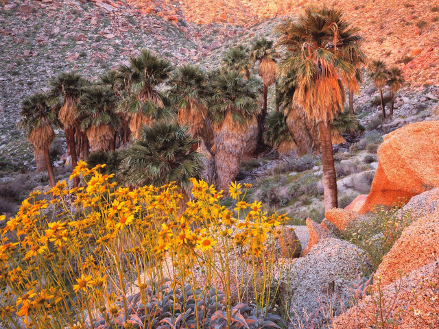 Desert palm trees flowers mountain #3 free wallpaper - medium preview image