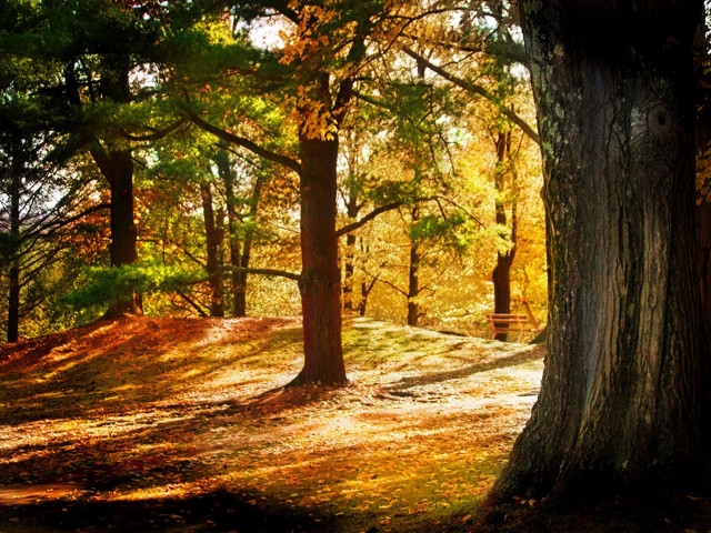 Bench forest sunbeam autumn leaves free wallpaper - medium preview image