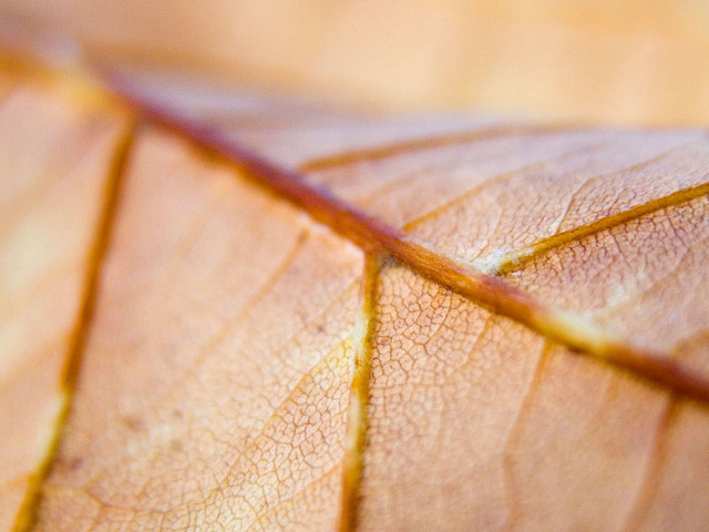 Close up leaf thin line #4 free wallpaper - medium preview image