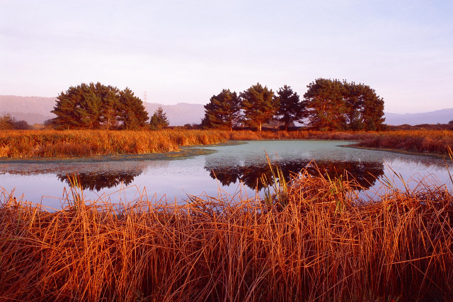 Pond tall grass trees blue #3 free wallpaper - medium preview image