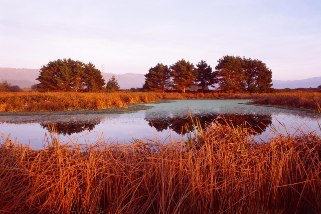 Pond tall grass trees blue free wallpaper - medium preview image