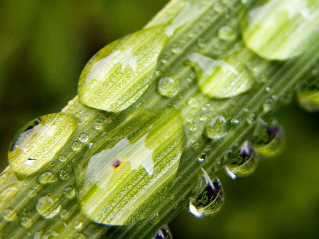 Green plant water drops macro #13 free wallpaper - medium preview image