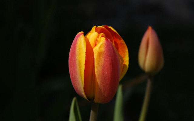 Close up flower blurry background #21 free wallpaper - medium preview image