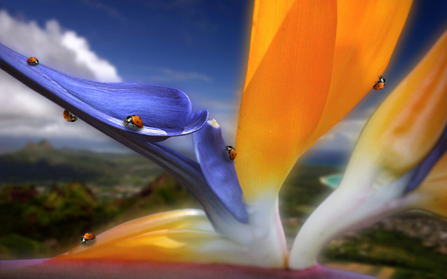 Flower ladybugs painting sky background free wallpaper - medium preview image