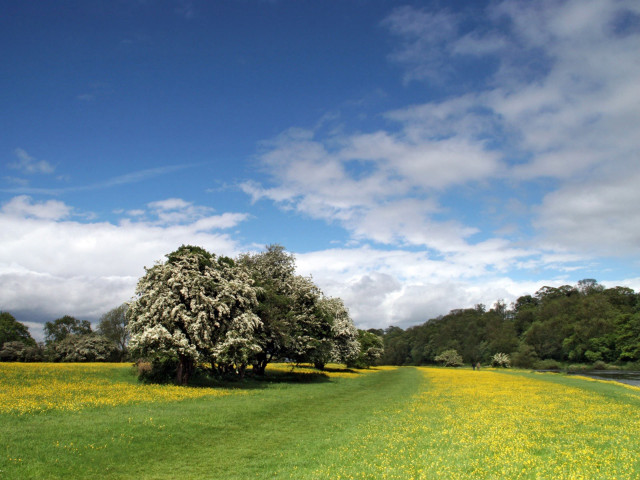 Field tree yellow flowers blue #2 free wallpaper - medium preview image