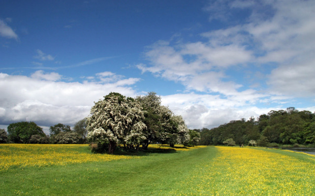 Tree field yellow flowers background free wallpaper - medium preview image