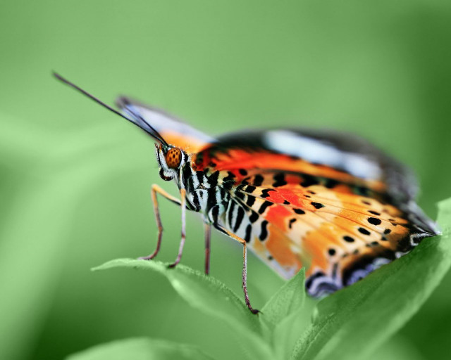 Colorful butterfly green leaf leaves free wallpaper - medium preview image