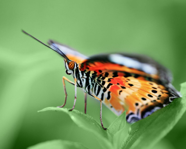 Colorful butterfly green leaf nature #2 free wallpaper - medium preview image