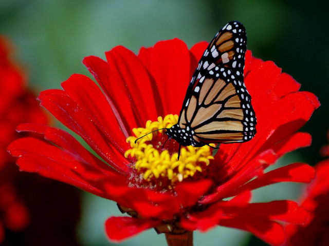 Butterfly red flower yellow stamens #2 free wallpaper - medium preview image