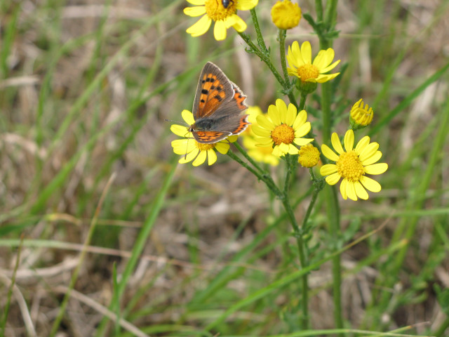 Butterfly yellow flower grass background #4 free wallpaper - medium preview image