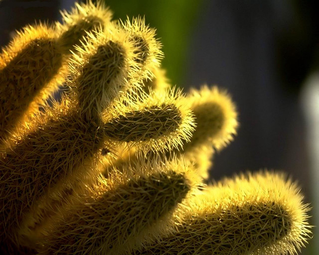 Close up plant blurry background #2 free wallpaper - medium preview image