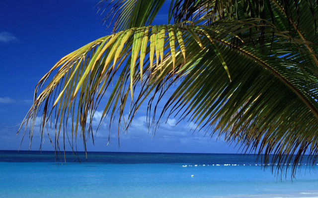 Palm tree beach blue sky #18 free wallpaper - medium preview image