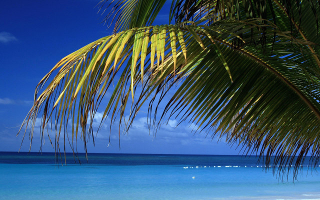 Palm tree beach blue sky #20 free wallpaper - medium preview image