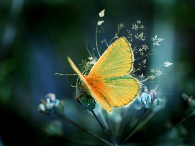 Yellow butterfly flower field blue free wallpaper - medium preview image