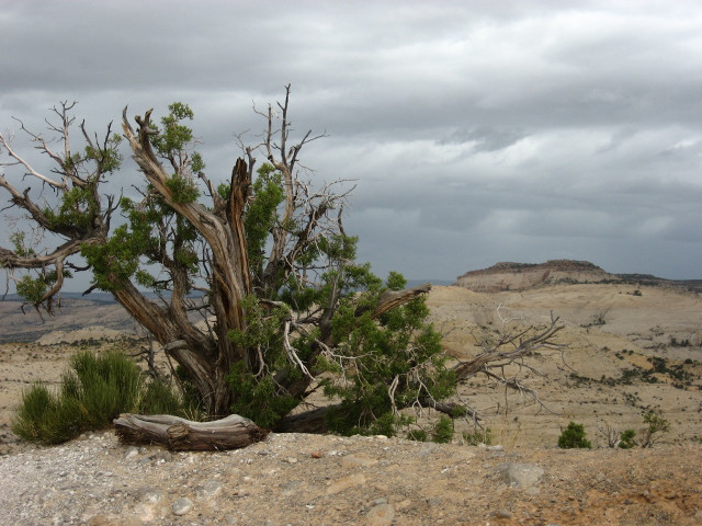 Tree rock desert cloudy sky free wallpaper - medium preview image