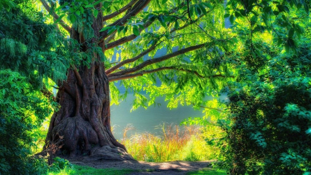 Tree path forest bushes nature free wallpaper - medium preview image