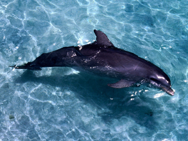 Dolphin swimming ocean fish mouth #2 free wallpaper - medium preview image