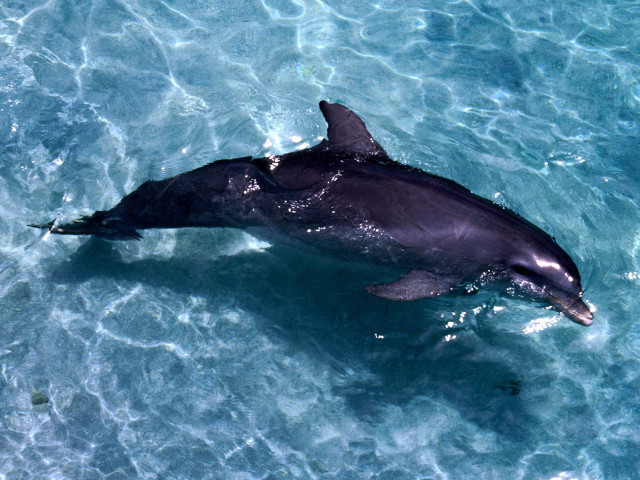 Dolphin swimming ocean fish mouth #3 free wallpaper - medium preview image