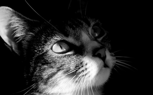 Cat looking up black white #2 free wallpaper - medium preview image