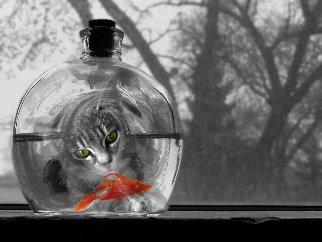 Cat fish glassbowl tree surrealism #3 free wallpaper - medium preview image