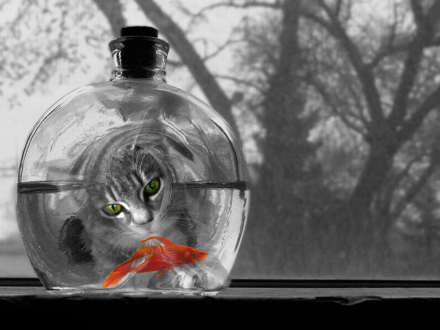 Cat fish glassbowl tree surrealism #2 free wallpaper - medium preview image