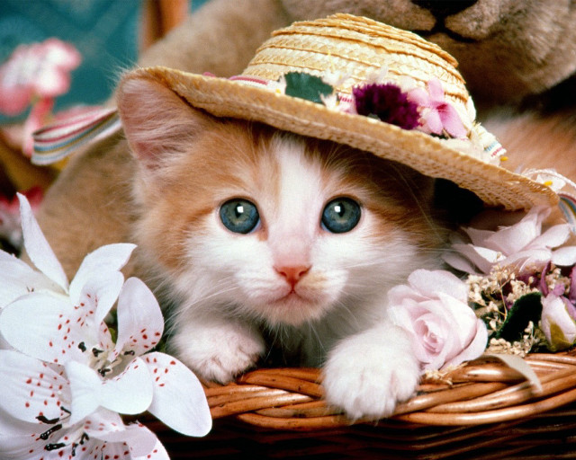 Kitten hat basket flowers teddy #3 free wallpaper - medium preview image