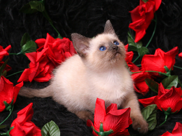 Kitten red flowers blue eyes free wallpaper - medium preview image