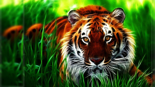 Tiger laying grass looking camera #2 free wallpaper - medium preview image