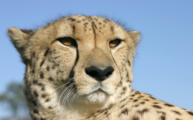 Cheetah blue sky trees foreground #2 free wallpaper - medium preview image