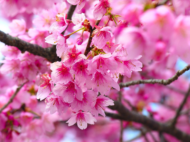 Tree pink flowers blue sky free wallpaper - medium preview image