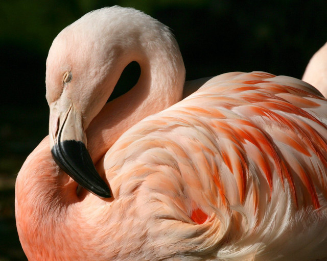 Flamingo black beak orange stripes #3 free wallpaper - medium preview image
