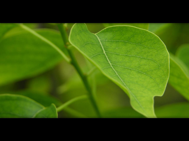 Green leaf black border black #2 free wallpaper - medium preview image