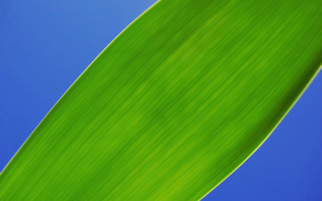 Green leaf blue sky closeup #3 free wallpaper - medium preview image