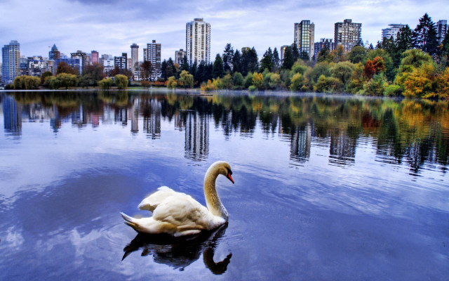 Swan swimming lake city background free wallpaper - medium preview image