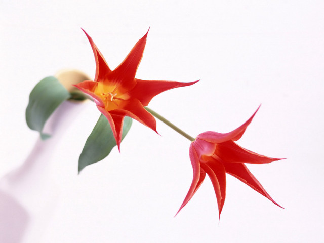 Red flower green leaves white #4 free wallpaper - medium preview image