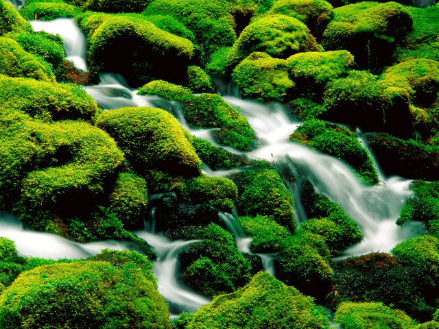 Stream green vegetation rocks woods free wallpaper - medium preview image