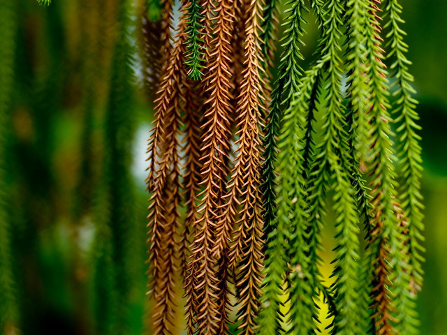 Tree leaves bird perched closeup free wallpaper - medium preview image