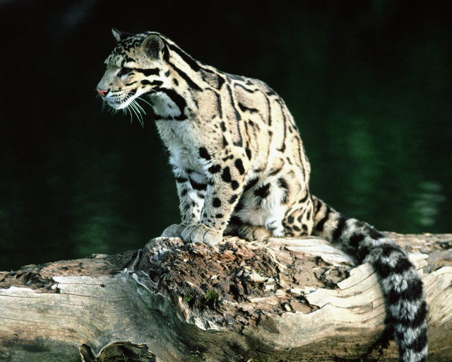 Snow leopard log water dark free wallpaper - medium preview image