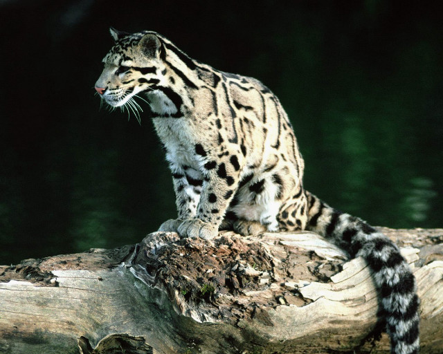 Snow leopard log lake green free wallpaper - medium preview image
