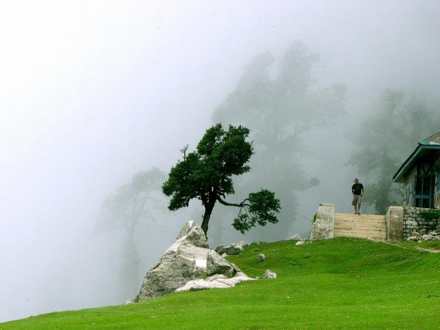 Lone tree foggy day house free wallpaper - medium preview image