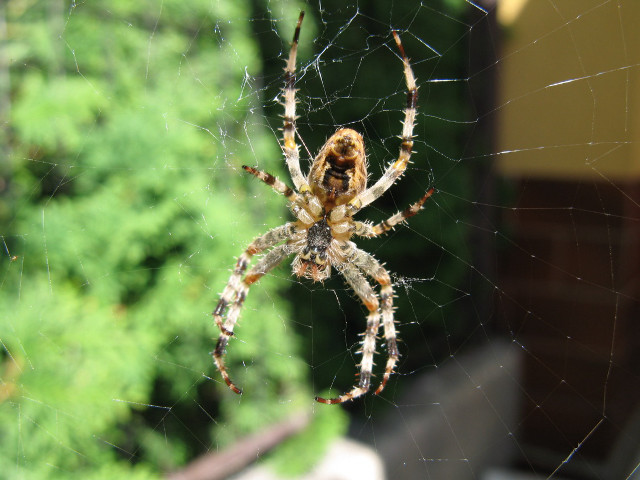 Spider web window sill outside #2 free wallpaper - medium preview image