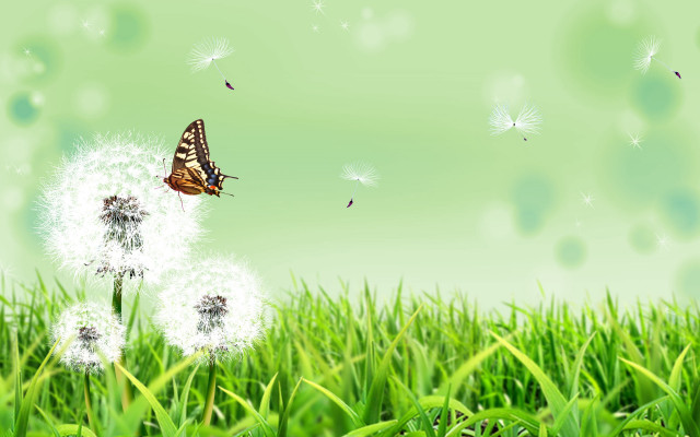 Butterfly dandelion field grass blue free wallpaper - medium preview image