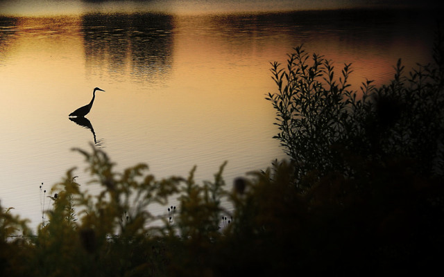 Bird standing water sunset dawn free wallpaper - medium preview image