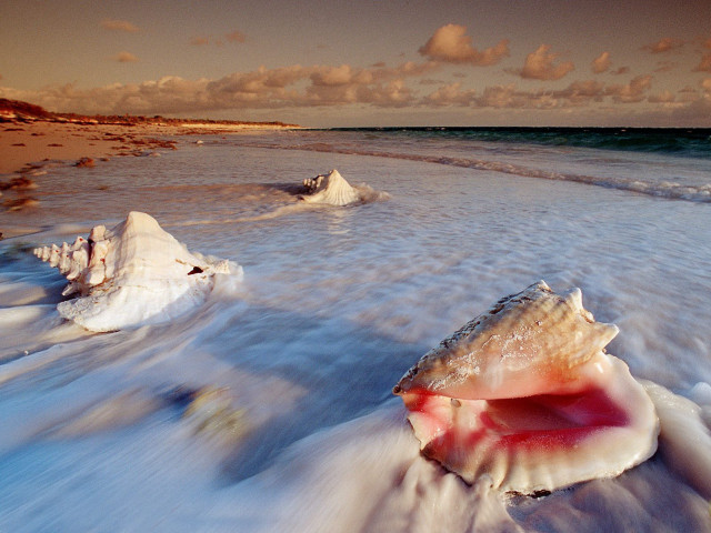 Shell beach waves sky sunset #2 free wallpaper - medium preview image