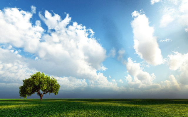 Lone tree field cloudy sky #17 free wallpaper - medium preview image