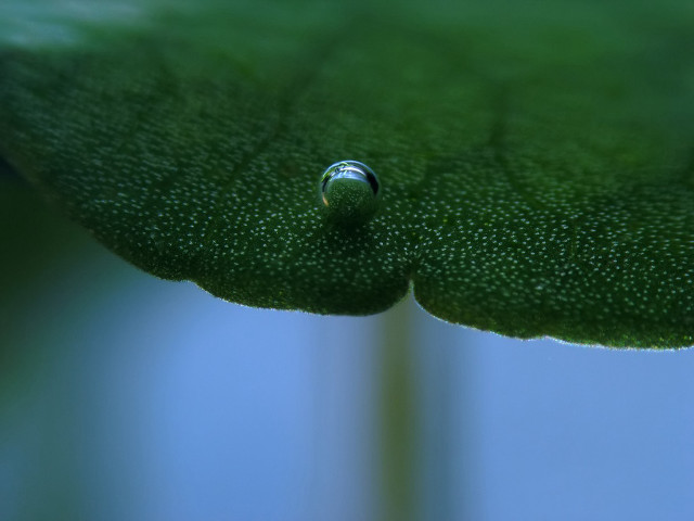 Drop water green leaf blue free wallpaper - medium preview image