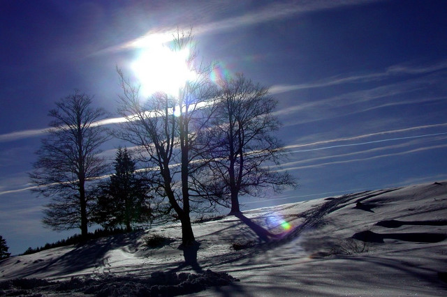Sunny snowy landscape trees blue free wallpaper - medium preview image