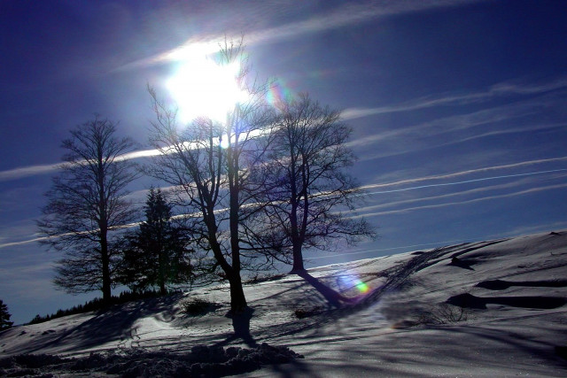 Sun bright snowy landscape forest free wallpaper - medium preview image