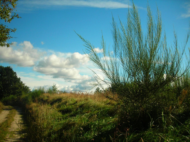Grassy field dirt road trees free wallpaper - medium preview image